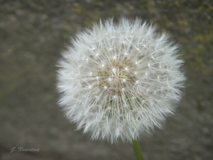 sow-thistle, dandelion