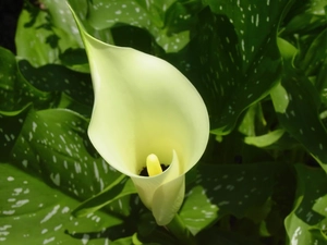 Kalia, White, Colourfull Flowers