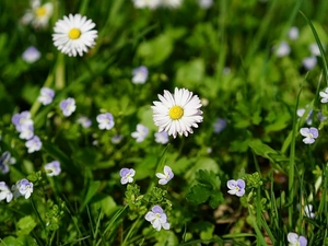 speedwell, Flowers, daisies