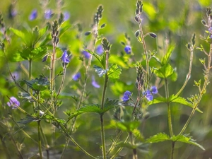 Flowers, Twigs, blur, speedwell