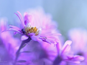 Aster, Colourfull Flowers, Spider, Violet