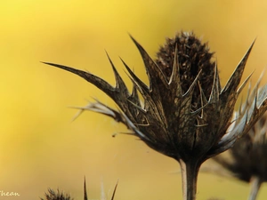 Spikes, dry, teasel