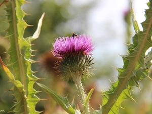 teasel, Spikes