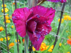 amaranth, Blue, spots, gladiolus