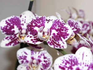 Flowers, purple, spots, orchid