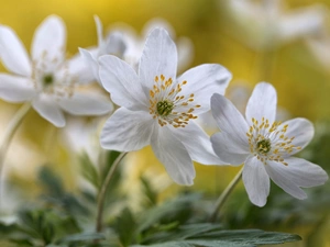 anemone, Flowers, Spring, White