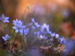 Blue, Liverworts, Flowers, Spring