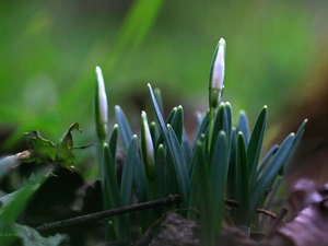 Spring, snowdrops, Buds