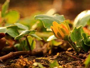 fig buttercup, Colourfull Flowers, Spring, Yellow