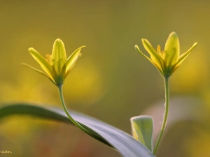 Yellow gold plating, Colourfull Flowers, Spring