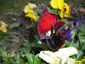 pansy, Colourfull Flowers, Spring