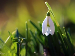 White, Snowdrop, Spring, Colourfull Flowers