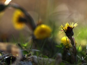 Common Coltsfoot, Flowers, Spring, Yellow