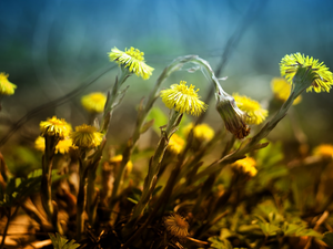 Yellow, Spring, Common Coltsfoot, Flowers