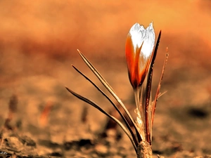 crocus, Spring