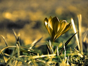 crocus, Spring