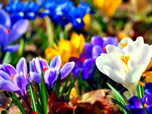 Spring, color, crocuses