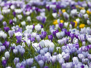 Spring, color, crocuses