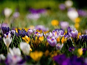 Spring, color, crocuses