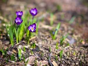 Spring, purple, crocuses