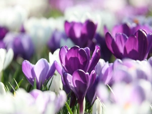 Spring, purple, crocuses