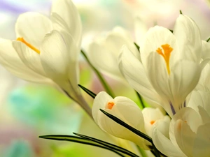 Spring, White, crocuses