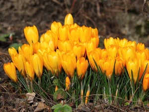 Spring, Yellow, crocuses