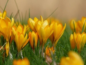 Spring, Yellow, crocuses