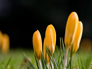 Spring, Yellow, crocuses