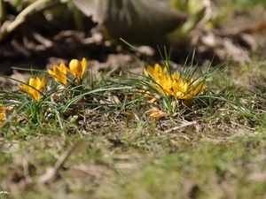 Spring, Yellow, crocuses