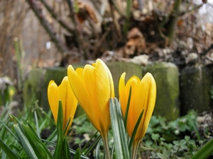 crocuses, Spring