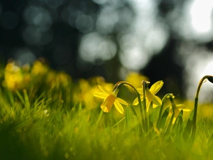 Daffodils, Spring