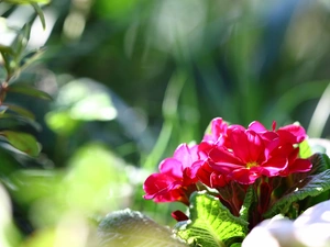 sun, Colourfull Flowers, luminosity, ligh, primrose, flash, Spring