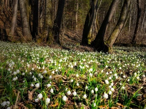 Florescence, Spring, Flowers, Leucojum, forest