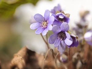 Spring, Liverworts, Flowers