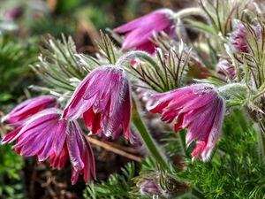 Spring, pasque, Flowers