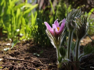 Spring, pasque, Flowers