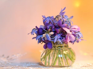 Blue, Violets, Flowers, Spring, purple, Siberian squill