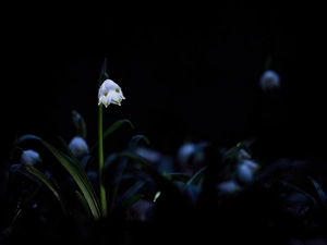 flurry, Black, background, Spring