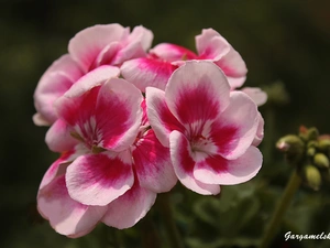 geranium, Spring