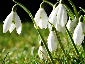 Spring, snowdrops, grass