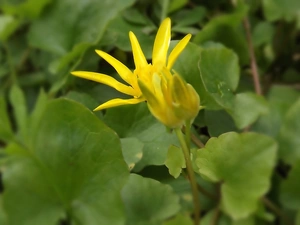 Colourfull Flowers, Leaf, spring, Yellow, Fig Buttercup