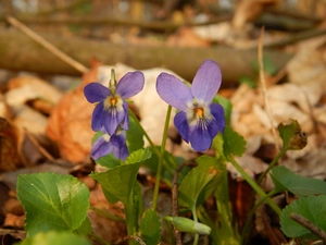 Spring, Violets, Leaf