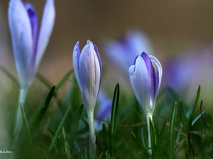 lilac, Flowers, Spring, crocuses