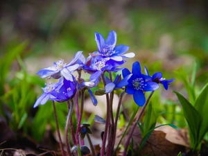 Liverworts, Flowers, grass, Spring