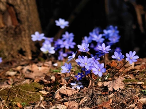 Liverworts, Spring