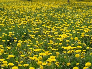 Spring, dandelions, Meadow