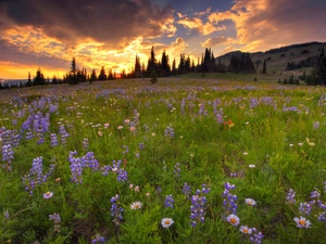 Spring, Meadow, clouds, forest, dark