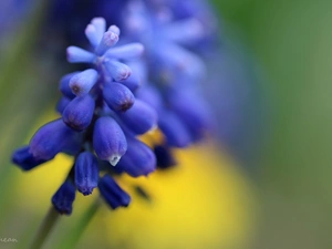 Muscari, Colourfull Flowers, Spring, blue
