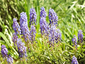 Spring, Flowers, Muscari